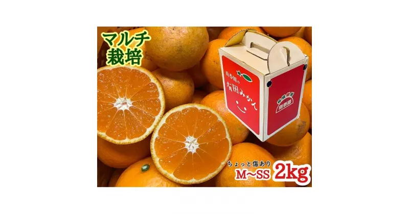 【ふるさと納税】ちょっと 傷あり マルチ栽培 有田 みかん M ~ SS サイズ 2kg 手さげ箱 南泰園 | フルーツ 果物 くだもの 食品 人気 おすすめ 送料無料