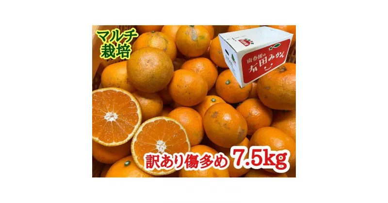 【ふるさと納税】訳あり 傷多め マルチ栽培 有田 みかん 7.5kg L ～ SS サイズおまかせ 南泰園 | フルーツ 果物 くだもの 食品 人気 おすすめ 送料無料