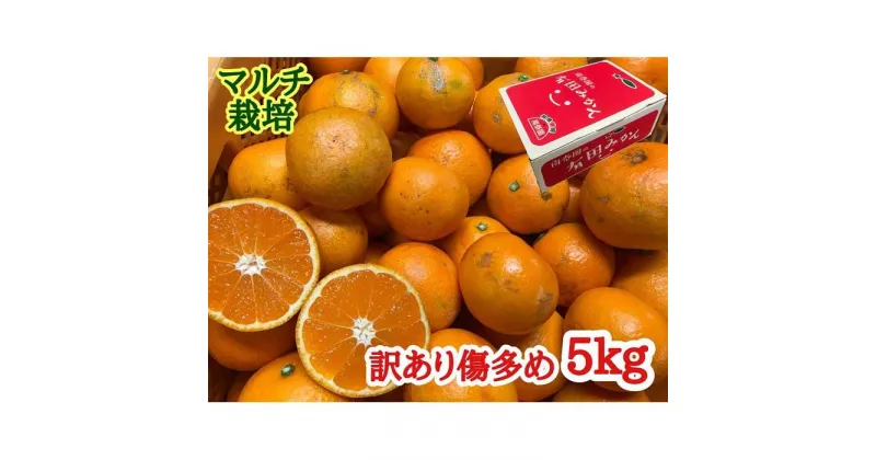 【ふるさと納税】訳あり 傷多め マルチ栽培 有田 みかん 5kg L ～ SS サイズおまかせ 南泰園 | フルーツ 果物 くだもの 食品 人気 おすすめ 送料無料