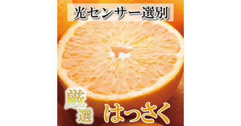 【ふるさと納税】＜4月より発送＞厳選 樹上完熟はっさく7.5kg+225g（傷み補償分）【有田の春みかん・五月八朔・さつきはっさく・木生りはっさく・きなりはっさく】【光センサー選別】　※北海道・沖縄・離島への配送不可　※2025年4月上旬～5月下旬頃に順次発送予定