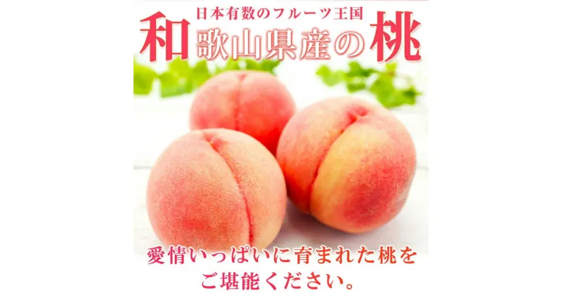 【ふるさと納税】紀州和歌山産の桃 15玉 化粧箱入◇ ※2025年6月下旬〜8月上旬頃に順次発送予定