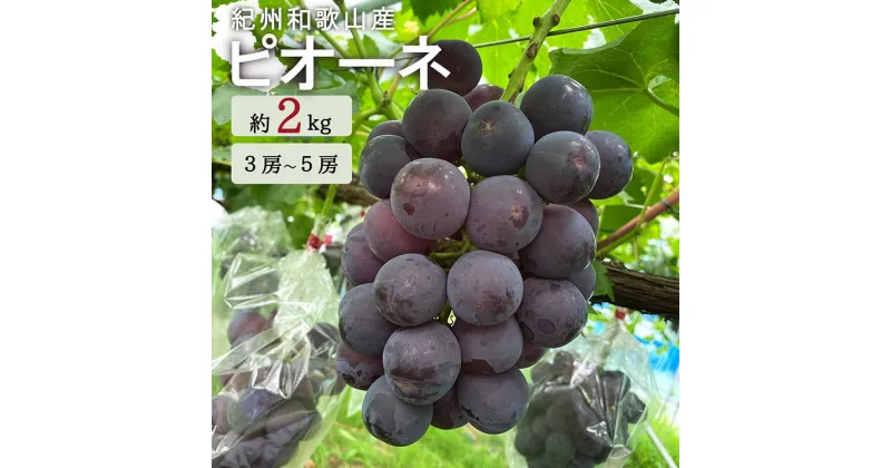 【ふるさと納税】紀州和歌山産ピオーネ 約2kg◇ ※離島への配送不可 ※2025年8月下旬頃〜9月上旬頃に順次発送予定