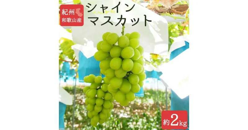 【ふるさと納税】紀州和歌山産シャインマスカット 約2kg ※離島への配送不可 ※2025年8月下旬頃〜9月上旬頃に順次発送予定