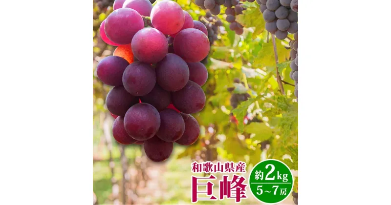 【ふるさと納税】紀州和歌山産の巨峰ぶどう約2kg ※2025年8月下旬頃〜9月上旬頃に順次発送予定