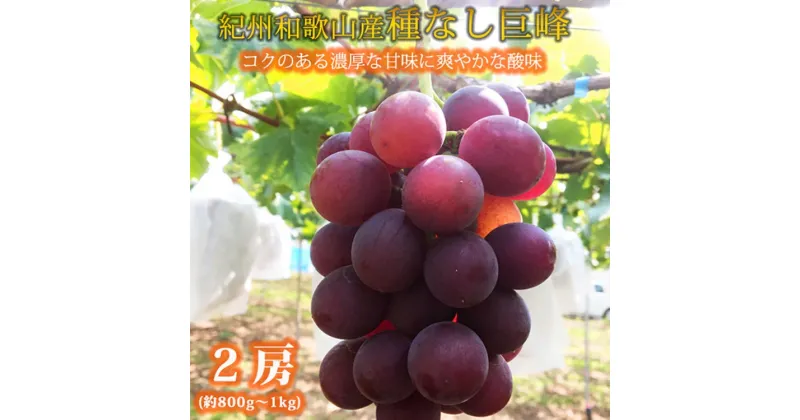 【ふるさと納税】紀州和歌山産の種なし巨峰ぶどう2房（約800g〜1kg） ※2025年8月下旬頃〜9月上旬頃に順次発送予定