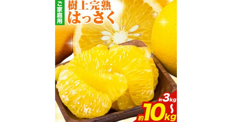 【ふるさと納税】樹上完熟 ご家庭用 訳あり はっさく 八朔 みかん 3kg ＋90g 5kg ＋150g 10kg ＋300g 傷み補償分 池田鹿蔵農園 @日高町《4月上旬-5月下旬頃出荷》和歌山県 日高町 送料無料 はっさくみかん 家庭用 光センサー選別 八朔 訳ありはっさく【配送不可地域あり】