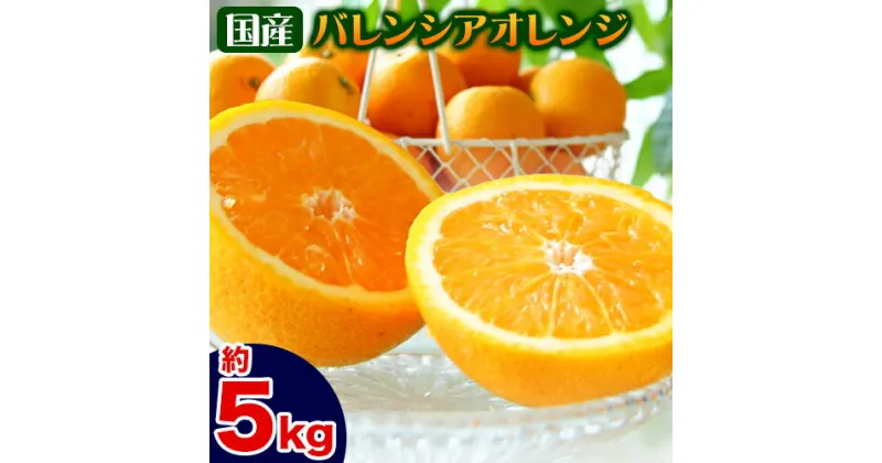 【ふるさと納税】国産バレンシアオレンジ 約5kg 主井農園《6月上旬-8月中旬頃出荷》 和歌山県 日高町 果物 フルーツ オレンジ 柑橘 みかん 蜜柑 おれんじ 送料無料