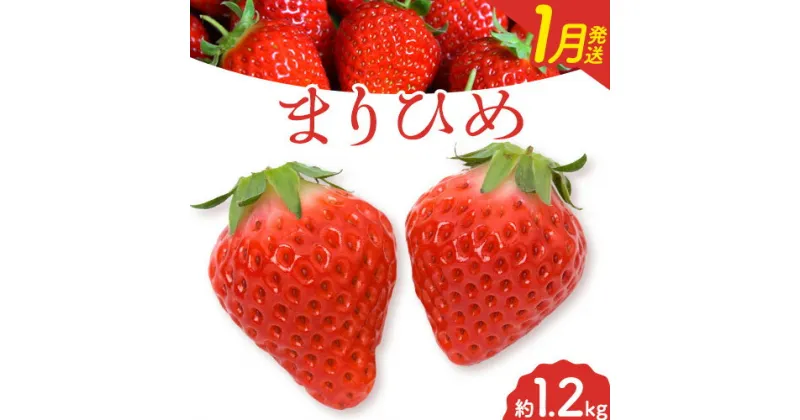 【ふるさと納税】【2025年1月発送】和歌山県産ブランドいちご「まりひめ」約300g×4パック 計1.2kg 日高町厳選館《2025年1月上旬-2月中旬頃出荷》和歌山県 日高町 いちご 苺 まりひめ フルーツ 果物 スイーツ 送料無料【配送不可地域あり】