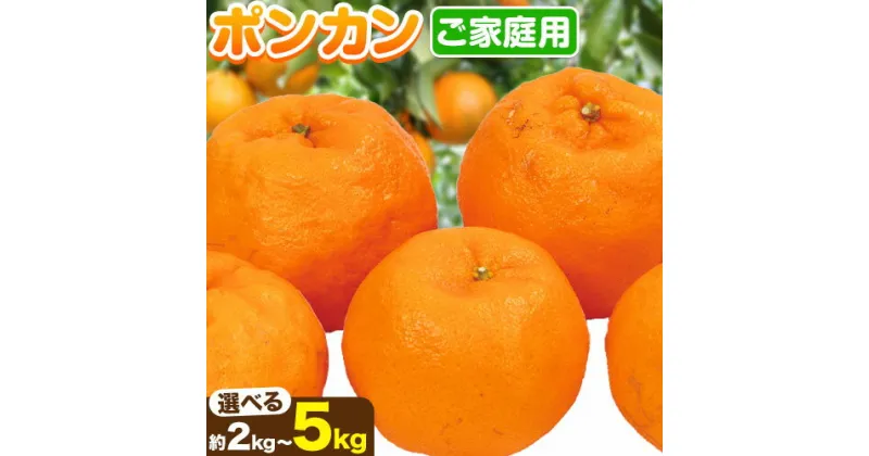 【ふるさと納税】【先行予約】 家庭用 ポンカン 選べる 約2kg＋60g 約3.5kg＋105g 約5kg＋150g (傷み補償分) 光センサー選別 訳あり 和歌山県産 有田 ポンカン 池田鹿蔵農園 《1月中旬-2月末頃出荷》和歌山県 日高町 果物 送料無料【配送不可地域あり】