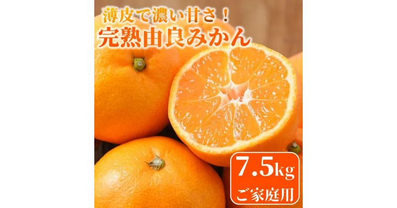 【ふるさと納税】★薄皮で濃い甘さ！完熟由良みかん【ご家庭用】7.5kg×1箱（混サイズ）和歌山県由良産 | みかん 和歌山 完熟 薄皮 濃厚 甘い 家庭用 サイズ混合 おまかせ 7.5kg 和歌山県 由良町 柑橘 くだもの 果物 フルーツ 故郷 ふるさと納税