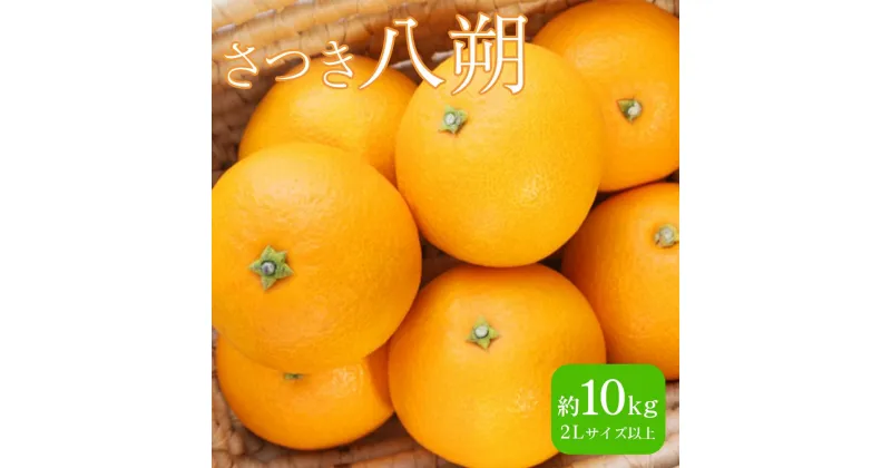 【ふるさと納税】【減農薬栽培】さつき八朔 10kg(2Lサイズ以上 ※サイズ選択不可) | 八朔 はっさく 熟成 家庭用 10kg 訳あり 2Lサイズ 産地直送 和歌山県産 由良町 お取り寄せ フルーツ 果物 くだもの ご当地 柑橘 柑橘類