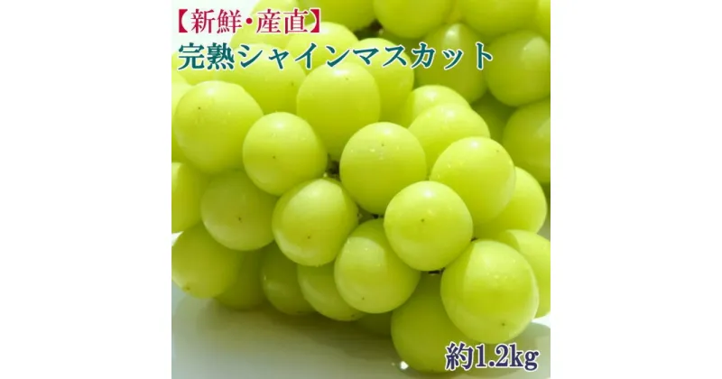 【ふるさと納税】[新鮮・産直]和歌山県産完熟シャインマスカット約1.2kg ★2025年8月下旬頃より順次発送【TM182】 | フルーツ 果物 くだもの 食品 人気 おすすめ 送料無料