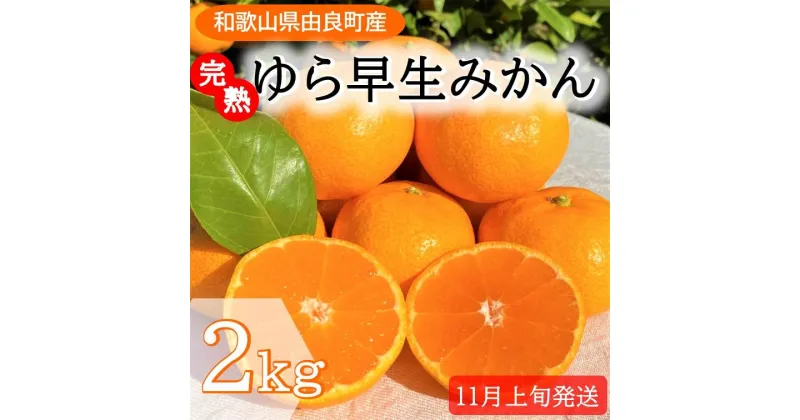 【ふるさと納税】完熟ゆら早生みかん☆贈答用☆2kg【先行予約：2024年11月上旬発送】 | みかん 早生 完熟 先行予約 和歌山 ゆら ゆら早生 和歌山県 由良町 フルーツ 果物 くだもの 数量限定 期間限定 甘い 産地直送 化粧箱 贈答用