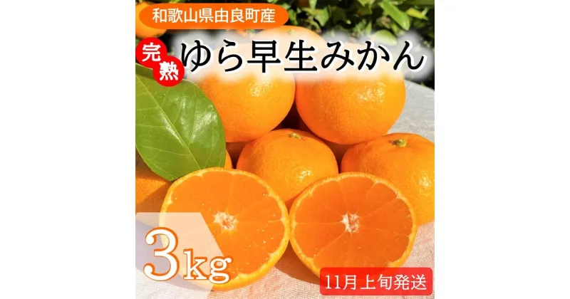 【ふるさと納税】完熟ゆら早生みかん3kg【先行予約：2024年11月上旬発送】 | みかん 早生 完熟 先行予約 和歌山 ゆら ゆら早生 和歌山県 由良町 フルーツ 果物 くだもの 数量限定 期間限定 甘い 産地直送 化粧箱 贈答用