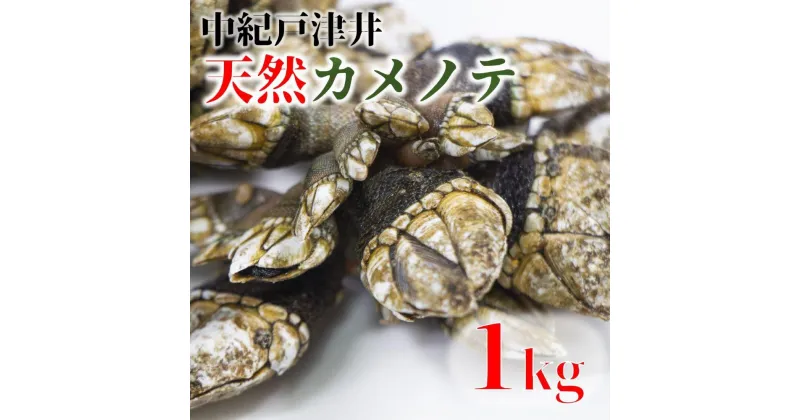 【ふるさと納税】【素潜り漁師直送】海の珍味！カメノテ1kg　獲りたてをお届けします！ | カメノテ 亀の手 海鮮 海の幸 貝 貝類 海産物 和歌山県 ダシ 出汁 漁師直送 産地直送 おかず 磯 ふるさと納税 返礼品 おすすめ 由良町