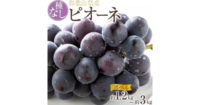 【ふるさと納税】【新鮮・産直】和歌山かつらぎ町産たねなしピオーネ約1.2kg／約2kg／約3kg ★2025年8月中旬頃より順次発送 | 和歌山県 印南町 和歌山 返礼品 お取り寄せグルメ 取り寄せ グルメ フルーツ 果物 くだもの 種なし ぶどう ブドウ 家庭用 自宅用