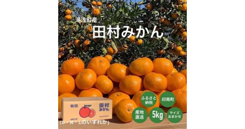 【ふるさと納税】湯浅産　田村みかん　5kg　(サイズおまかせ) | フルーツ 果物 くだもの みかん ミカン 蜜柑 柑橘 柑橘類 田村ミカン かんきつ 5キロ お取り寄せグルメ 取り寄せ グルメ 特産品 果実 お取り寄せ 美味しい