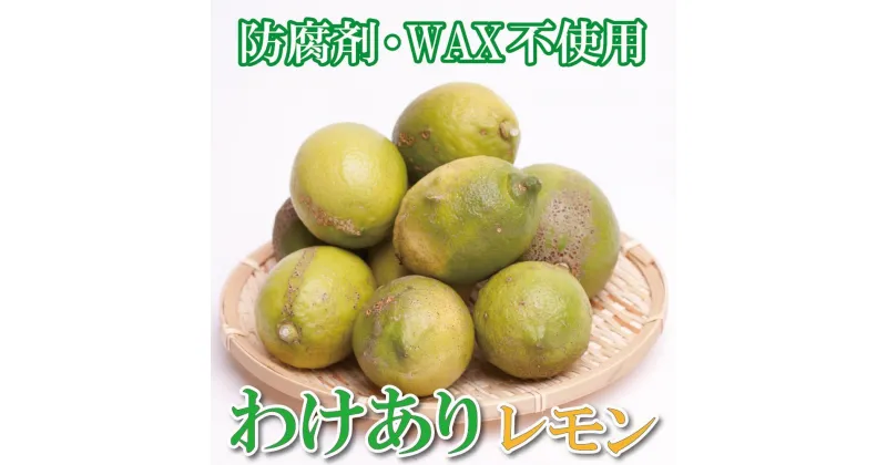 【ふるさと納税】＜9月より発送＞家庭用 黒潮レモン5kg+150g（傷み補償分）【和歌山有田産】【防腐剤・WAX不使用、安心の国産レモン】【わけあり・訳ありレモン】 | フルーツ 果物 くだもの 食品 人気 おすすめ 送料無料 国産レモン わけあり 訳ありレモン