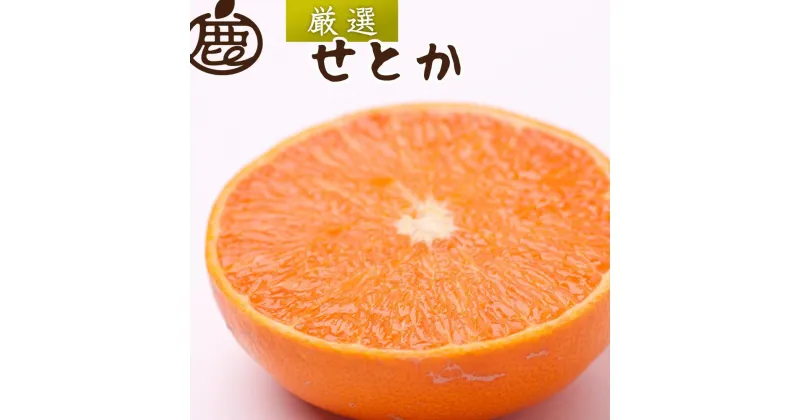 【ふるさと納税】＜2月より発送＞厳選 せとか1.5kg+45g（傷み補償分）【柑橘・春みかんの王様】【光センサー選別】【IKE60】 | 柑橘 フルーツ 果物 くだもの 食品 人気 おすすめ 送料無料