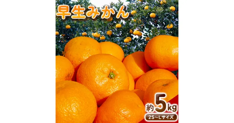 【ふるさと納税】早生 みかん 約 5kg (2S～Lサイズ) どの坂果樹園《12月上旬-1月末頃出荷》 和歌山県 日高川町 みかん 早生 旬 柑橘 フルーツ 果物 蜜柑 ミカン 先行予約