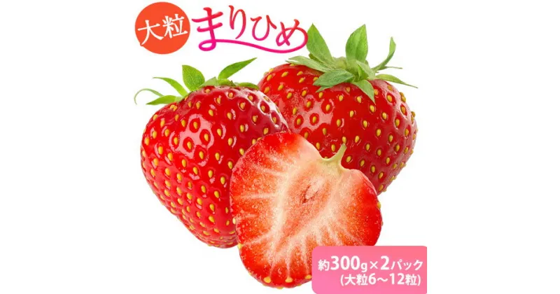 【ふるさと納税】和歌山県産ブランドいちご「まりひめ」約300g×2パック（大粒6～12粒） 日高川町厳選館《12月中旬～3月中旬頃より出荷予定》和歌山県 日高川町 送料無料 苺 鞠姫 マリヒメ フルーツ 果物 お取り寄せ 【配送不可地域あり】