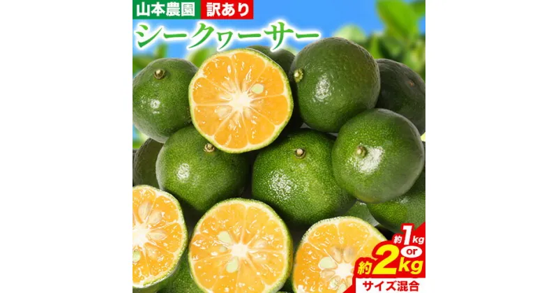 【ふるさと納税】【訳あり】 和歌山県産 シークヮーサー 選べる 約1kg 約2kg （サイズ混合） 山本農園 《10月上旬-1月上旬頃出荷》和歌山県 日高川町 柑橘 果物 フルーツ シークワーサー ライム レモン