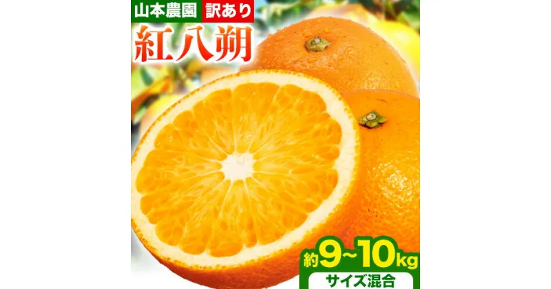 【ふるさと納税】【訳あり】紅八朔 約9~10kg ( サイズ混合 ) 山本農園 《2025年2月上旬-4月上旬頃出荷》 和歌山県 日高川町 紅八朔 八朔 はっさく 柑橘 フルーツ 果物