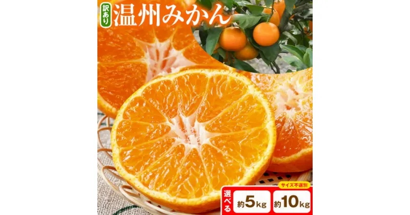 【ふるさと納税】日高川町産温州みかん 訳あり 選べる 約5kg 約10kg とね農園《2024年11月中旬-12月末頃出荷》 和歌山県 日高川町 旬 新鮮 果物 柑橘 フルーツ 国産 送料無料 ミカン みかん