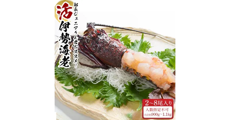 【ふるさと納税】活 伊勢海老 2尾 ～ 8尾 合計 約 900g ～ 1.1kg セット 産地直送 船長ジュニア りん君おススメ | 楽天ふるさと 納税 和歌山県 和歌山 白浜町 伊勢海老 海老 えび エビ お取り寄せグルメ 海鮮 お土産 プレゼント ギフト 伊勢エビ 食品 食べ物 高級