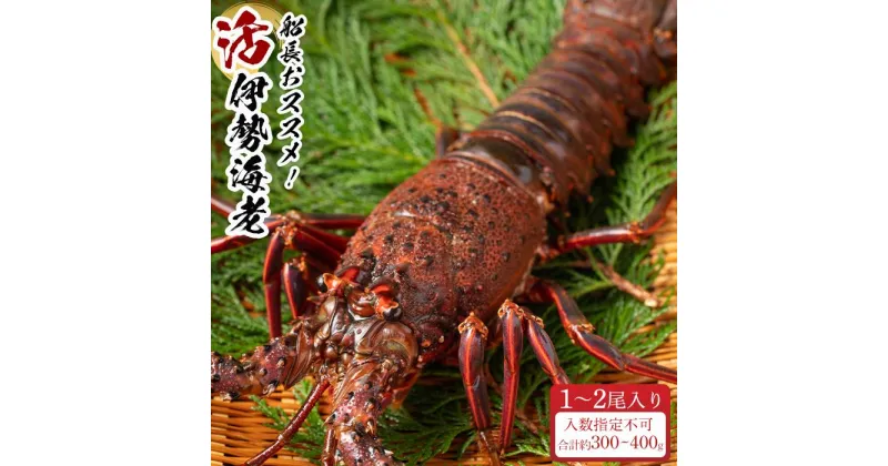 【ふるさと納税】活 伊勢海老 1尾 ～ 2尾 入り 合計 約300g ～ 400g セット 産地直送 船長 おすすめ | 和歌山県 白浜町 和歌山 楽天ふるさと 納税 取り寄せ お取り寄せ グルメ お取り寄せグルメ ご当地 ご当地グルメ 海鮮 魚介 海老 えび エビ 特産品