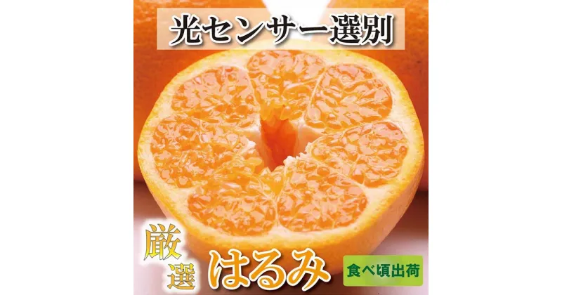 【ふるさと納税】＜2月より発送＞厳選 はるみ5kg+150g（傷み補償分）【デコポンの姉妹品種・新食感春みかん】【光センサー選別】 | 和歌山県 和歌山 上富田町 楽天ふるさと 納税 はるみ 旬の果物 果物 くだもの フルーツ 旬の味覚 食べ物