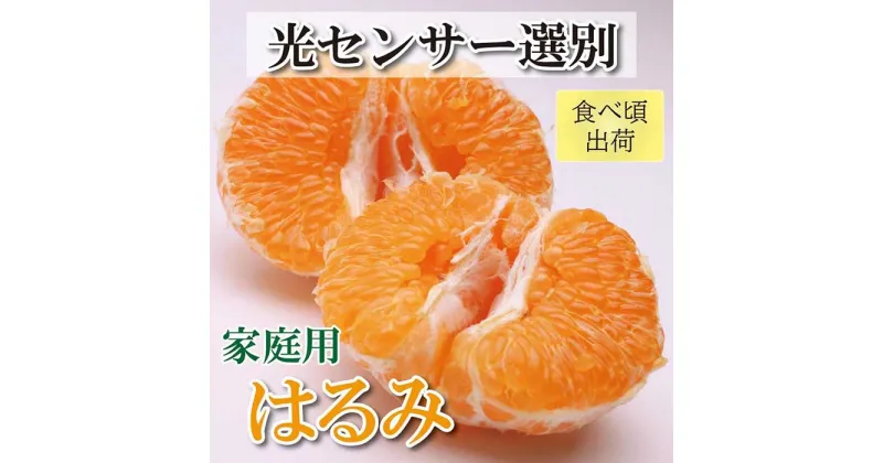 【ふるさと納税】＜2月より発送＞家庭用 はるみ5kg+150g（傷み補償分）【デコポンの姉妹品種・新食感春みかん】【光センサー選別】【わけあり・訳あり】 | 和歌山県 和歌山 上富田町 楽天ふるさと 納税 はるみ 旬の果物 果物 くだもの フルーツ 旬の味覚 食べ物