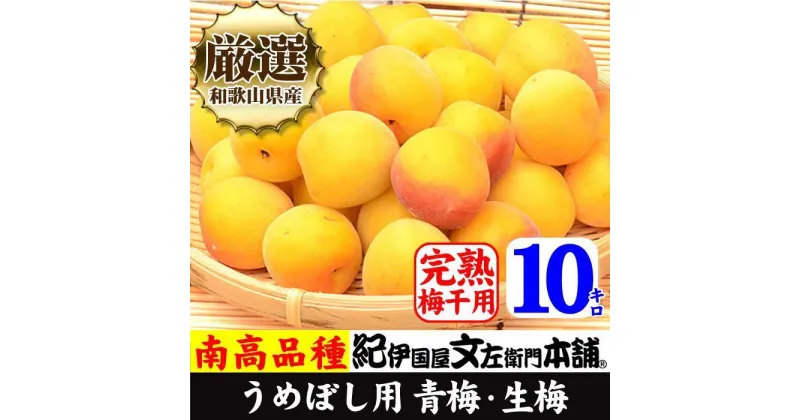 【ふるさと納税】10kg 黄色【完熟】■特大サイズ 南高梅 梅干用フレッシュ青梅（生梅）／紀伊国屋文左衛門本舗