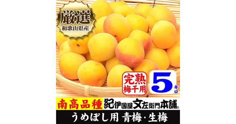 【ふるさと納税】黄色【完熟】5kg ■特大サイズ 南高梅 梅干用フレッシュ青梅（生梅）／紀伊国屋文左衛門本舗