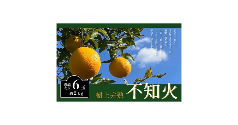 【ふるさと納税】不知火 希少な樹上完熟！ 秀品大玉 6個入 (約2kg)　【先行予約 2025年2月下旬頃から発送】【KT2】 | フルーツ 果物 くだもの 食品 人気 おすすめ 送料無料