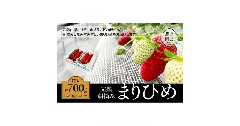 【ふるさと納税】特大まりひめイチゴ 朝摘 6個～11個入×2パック【2025年1月中旬頃より発送】【先行予約】【KT3】 | 苺 いちご フルーツ 果物 くだもの 食品 人気 おすすめ 送料無料