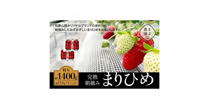 【ふるさと納税】特大まりひめイチゴ 朝摘 6個～11個入×4パック【2025年1月中旬頃より発送】【先行予約】【KT4】 | 苺 いちご フルーツ 果物 くだもの 食品 人気 おすすめ 送料無料