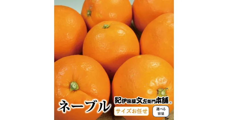 【ふるさと納税】 ネーブル 【選べる容量】約4.5kg 約7kg /サイズおまかせ　※2025年1月中旬～2025年2月上旬頃に順次発送予定（お届け指定日不可）紀伊国屋文左衛門本舗 / みかん 柑橘 和歌山 ミカン ネーブルオレンジ オレンジ 果物 フルーツ くだもの フルーツ