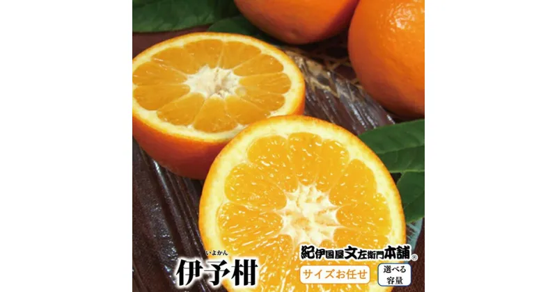 【ふるさと納税】伊予柑(いよかん) 【選べる容量】約5kg 約8kg / サイズおまかせ　※2025年1月中旬～2025年2月中旬頃に順次発送予定(お届け日指定不可)　紀伊国屋文左衛門本舗（お届け日指定不可）/ みかん ミカン 柑橘 フルーツ 果物 くだもの 和歌山 いよかん