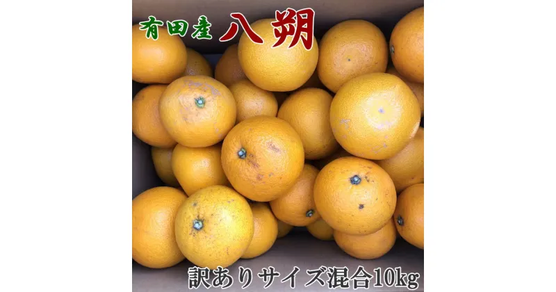 【ふるさと納税】【手選果・訳あり】有田産の八朔10kg（サイズ混合）＜2025年1月下旬～2025年2月下旬頃発送予定＞（お届け日指定不可）