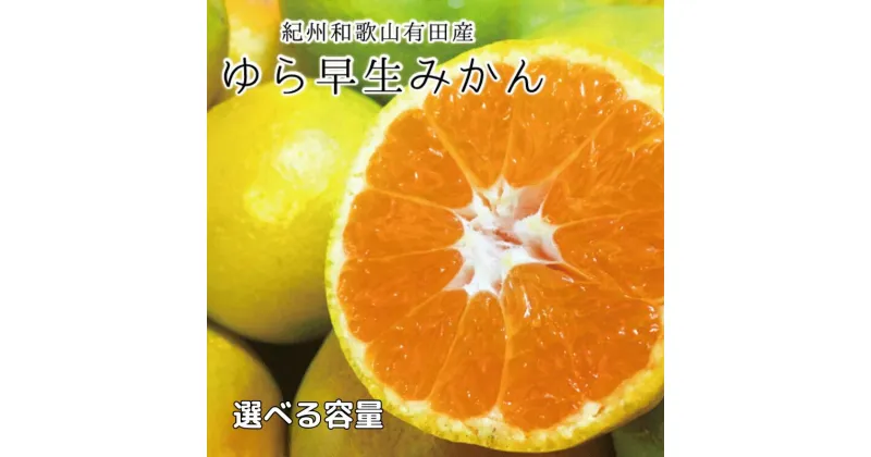 【ふるさと納税】 紀州和歌山有田産ゆら早生みかん 【選べる容量】 5kg 10kg ※2025年10月中旬頃～2025年10月下旬頃順次発送（お届け日指定不可）/ みかん 有田みかん ブランドみかん 温州みかん 産地直送 柑橘 果物 フルーツ 14000円 19000円 新鮮 旬 先行 予約