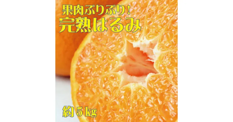 【ふるさと納税】 果肉ぷりぷり!完熟はるみ5kg　※2025年2月上旬頃～2月下旬頃に順次発送予定(お届け日指定不可)