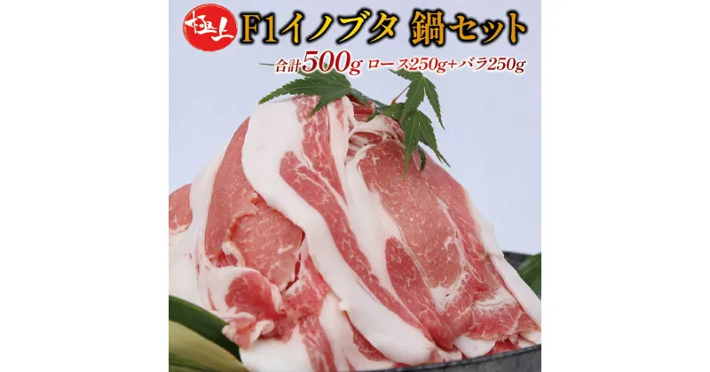 【ふるさと納税】F1 イノブタ鍋セット (ロース250g・バラ250g・ギフトボックス) INOBUTA いのぶた 猪豚肉 小分け スライス【数量限定】