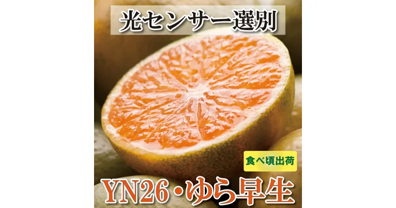 【ふるさと納税】 家庭用 極早生有田みかん【選べる容量】 【2.5kg 5kg】補償分付き【YN26・ゆら早生】【わけあり・訳あり】　※2024年9月中旬～11月中旬ごろに順次発送