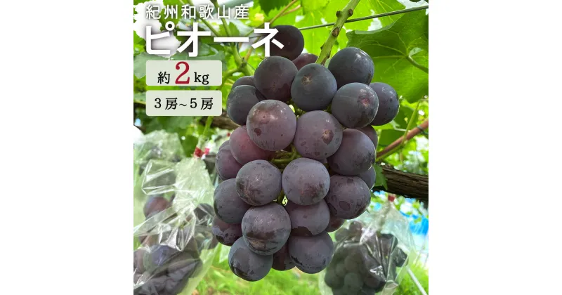 【ふるさと納税】紀州和歌山産 ピオーネ 約2kg ※2025年8月下旬頃〜9月上旬頃に順次発送 ※日付指定不可 ぶどう ブドウ 葡萄 果物 くだもの フルーツ