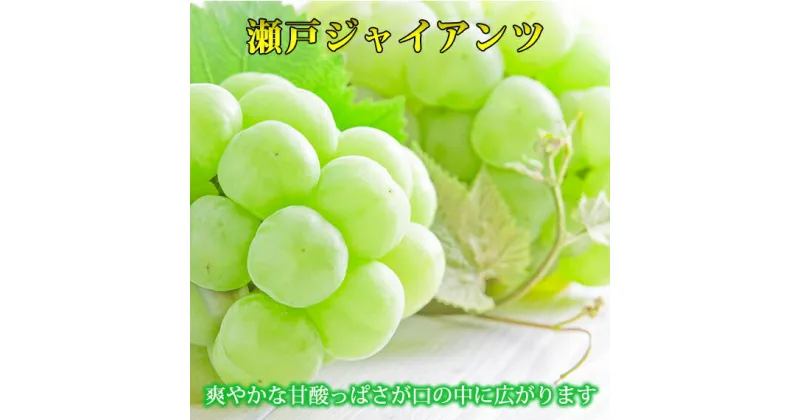 【ふるさと納税】紀州かつらぎ山の瀬戸ジャイアンツ 約2kg ※2025年8月下旬～9月上旬頃に順次発送予定(お届け日指定不可) / ぶどう ジャイアンツ フルーツ 果物 くだもの