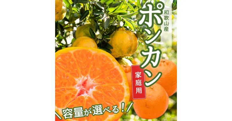 【ふるさと納税】＜1月より発送＞ 家庭用 ポンカン1.5kg 3kg 4kg 5kg （傷み補償分付）＜2025年1月下旬～2月下旬に順次発送＞ ※北海道・沖縄・離島への配送不可 / みかん 果物 フルーツ オレンジ 柑橘 ぽんかん 和歌山 有田みかん 和歌山 おすすめ くだもの 訳あり 訳アリ