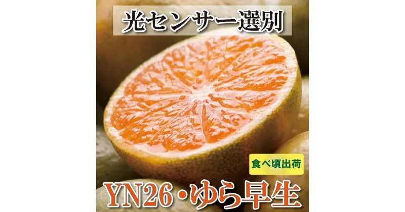 【ふるさと納税】家庭用 極早生有田みかん 4.5kg+135g（傷み補償分）訳あり YN26 ゆら早生＜2024年9月より発送＞