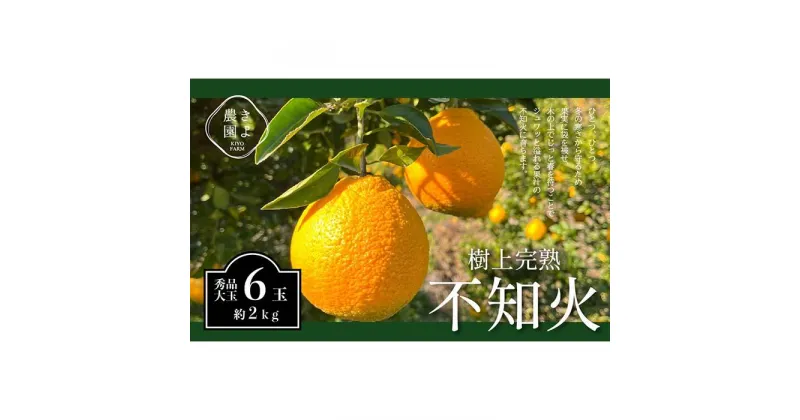 【ふるさと納税】不知火 希少な樹上完熟！ 秀品大玉 6個入 (約2kg)　【先行予約 2025年2月下旬頃から発送】【KT2】 | フルーツ 果物 くだもの 食品 人気 おすすめ 送料無料