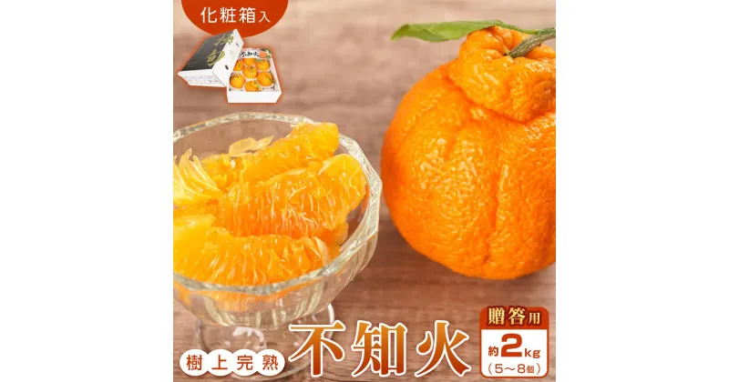 【ふるさと納税】【贈答用化粧箱入】 不知火 樹上完熟 約2kg （5～8個入）【2025年2月中旬頃から発送】【KG10】 | みかん 蜜柑 フルーツ 果物 くだもの 食品 人気 おすすめ 送料無料